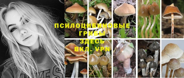 стаф Алексин